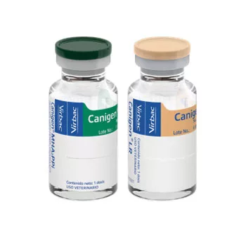 Canigen Sextuple Verde Y Crema